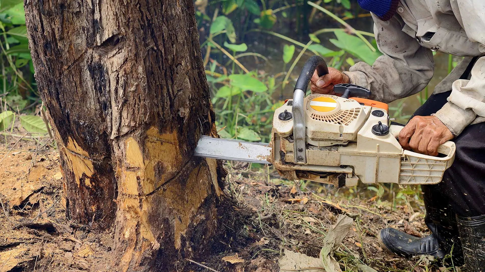 Chainsaw cutting down a dying tree in Haymarket, VA.