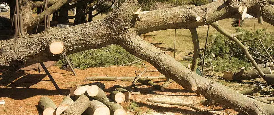 Tree felled and removed from a property in Manassas, VA.