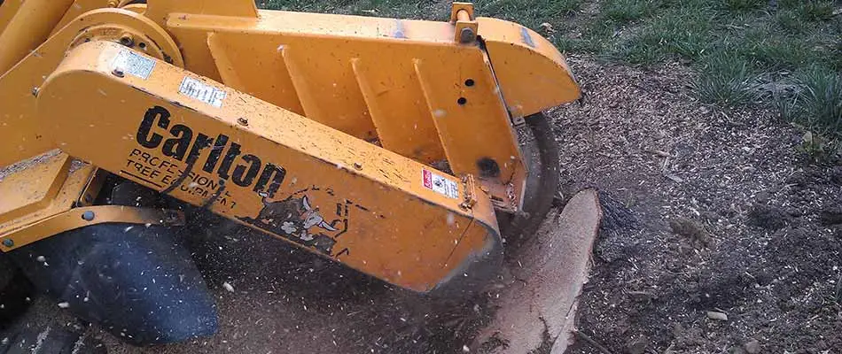 Tree stump being ground down in Bristow, VA.