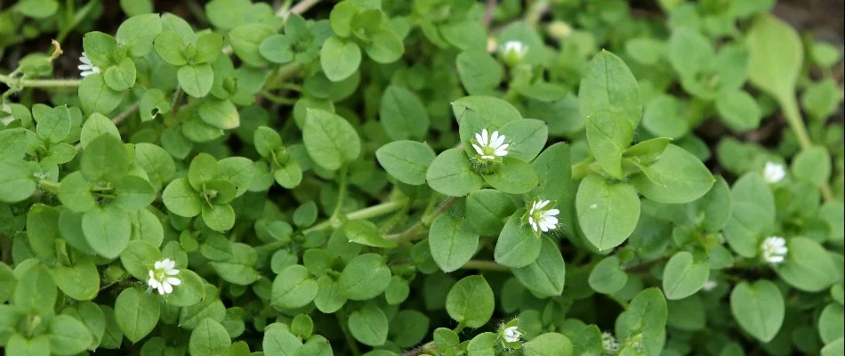 Chickweed in Bristow, VA, with green foliage and white flowers.