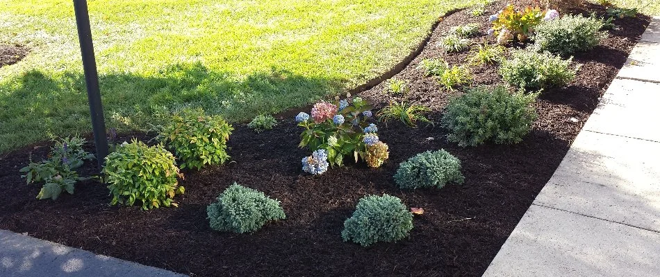 Corner landscape bed with plants and mulch.