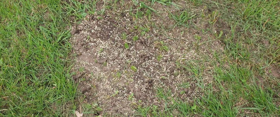 Grass seeds on a bare area of a lawn in Bristow, VA.