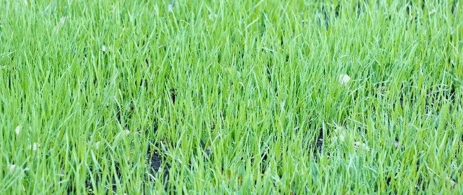 Lawn with topdressing in Bristow, VA.