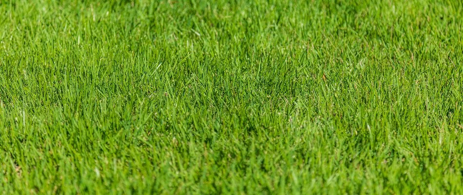 Healthy lawn in Bristow, VA, with green grass.