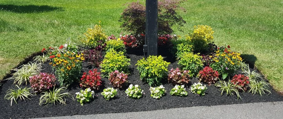 Landscape bed in Bristow, VA, with mulch and small plants.