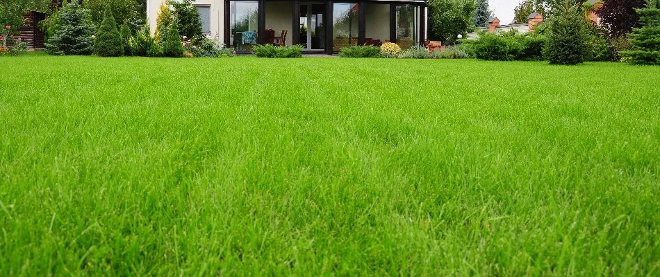 Low view of green grass with plants in Bristow, VA.