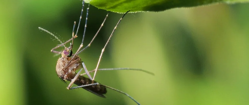 Mosquito in Bristow, VA, hanging off a leaf.