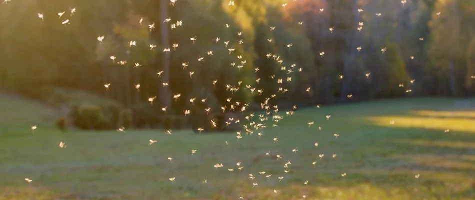 Mosquitoes flying around on a property in Bristow, VA.