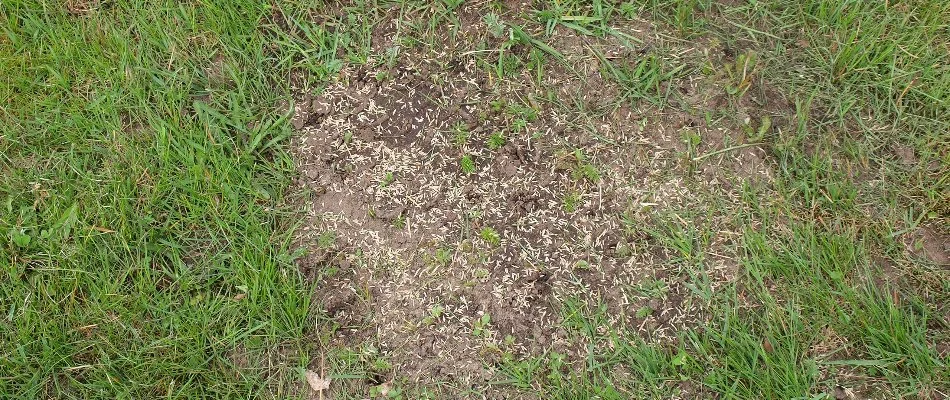 Patchy area of a lawn in Bristow, VA, with grass seeds.