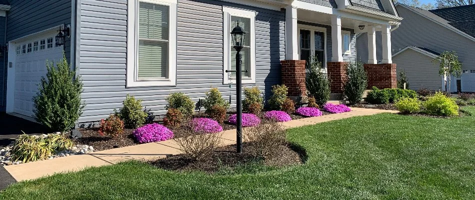 Pink flowers on a landscape in Bristow, VA, along a walkway.