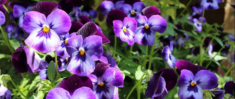 Purple pansy flowers in Bristow, VA, with foliage.