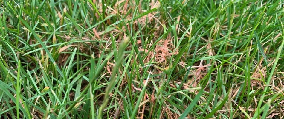Red thread disease on grass.