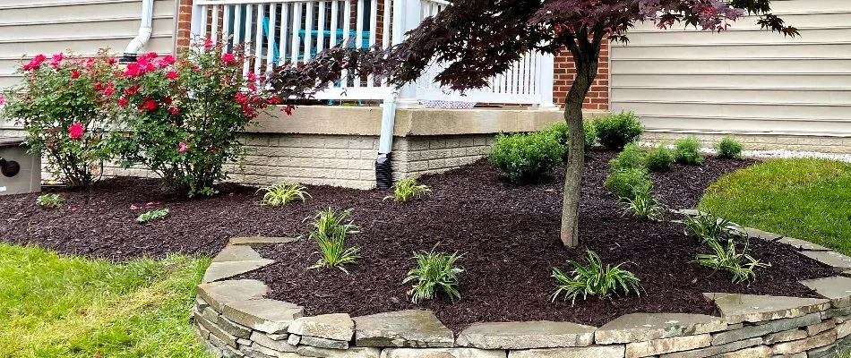 Tree in a landscape bed in Bristow, VA, with black mulch.