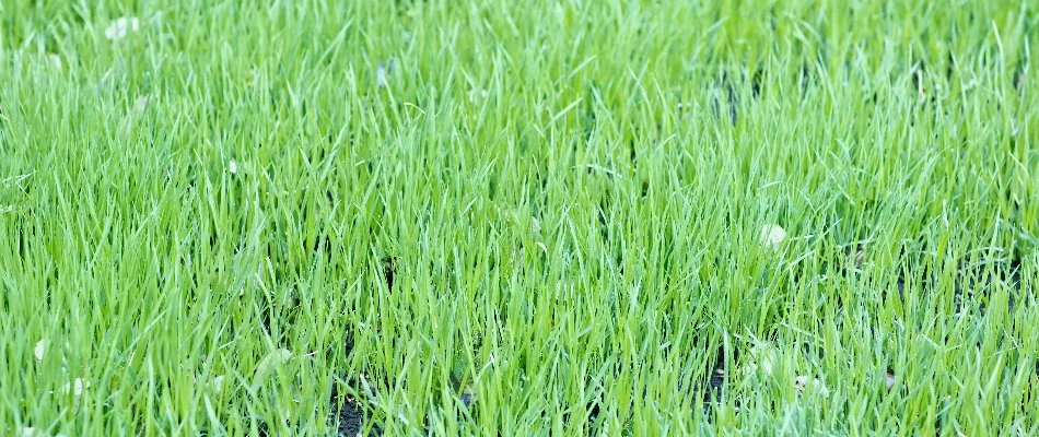 Lush, green grass growth from topdressing in Bristow, VA.