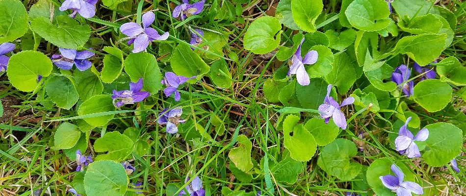 Wild violet weeds on a lawn in Bristow, VA.