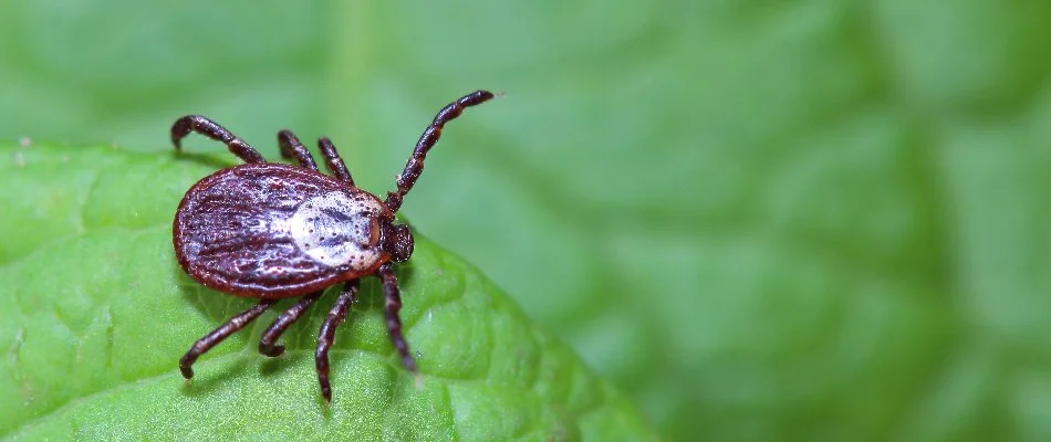 Wood tick on a plant in Bristow, VA.