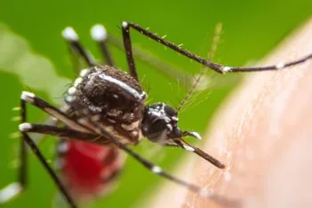 Close up photo of a mosquito, our mosquito and tick service will help eradicate these pest. 