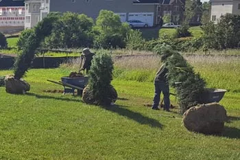 New trees being planted on a property in Manassas, VA.